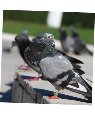 BESPORTBLE 200 Pcs Pigeon Anklet Chicken Thighs Pet Where Plastic Tags Pigeons Ring Bands The Bird Baby Digital 1.3X1.3CMx2pcs Greenx2pcs - Buy Online on GoSupps.com
