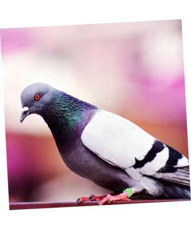 Mipcase 100 Pcs Travel Set Baby Chicks Supplies Supplies Bird Foot Band Bird Identification Pigeon Poultry Little Pigeon Green Chicken Ring to Stretch Chicken Supplies medium Green - Buy Online on GoSupps.com