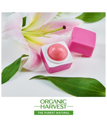 Organic Harvest Lily Flavor Pink Lip Balm - 100% Organic Paraben & Sulphate Free | Kids & Girls Lip Care for Dry Chapped Lips with Olive Oil Jojoba Oil & Shea Butter - 10 GM - Buy Online on GoSupps.com