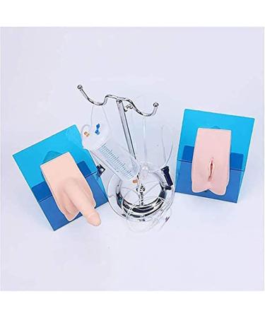 Internal & External Portable Genital Catheterization Simulation Model - Training Aid for Medical Professionals - Buy Online on GoSupps.com