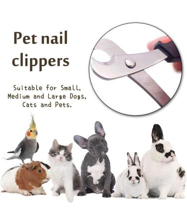 Rjsqaqe Pet Nail Clippers - Professional Claw Cutters for Guinea Pigs Birds Puppies & Kittens | International Shipping Available - Buy Online on GoSupps.com