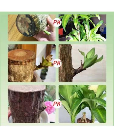 Brazilian Wood Plant Food Lucky Bamboo Liquid Fertilizer Lucky Brazilian Wood Houseplant Fertilizer Brazilian Wood Flowering Special Nutrient Solution (5pcs) - Buy Online on GoSupps.com