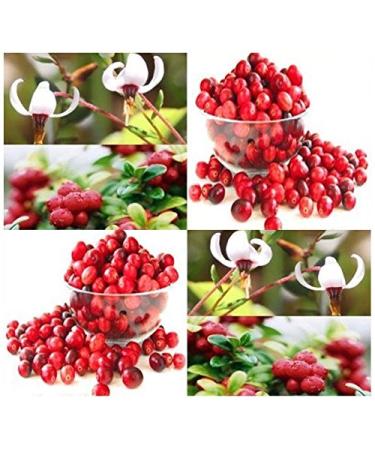 (20) Semi Americano Cranberry Fruit - Vaccinium macrocarpon