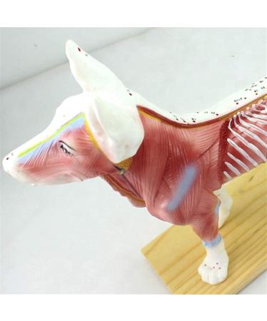Scientific Animal Anatomical Research Model Biological Acupuncture and Moxibustion Model Anatomical Model with Acupuncture and Moxibustion Points Dog - Buy Online on GoSupps.com