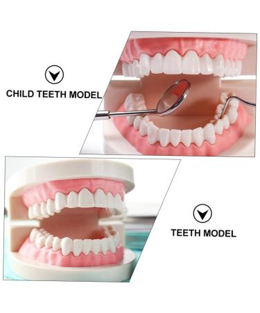 Kichouse Toy 1 PC Tooth Model - Standard Typodonto Dental Health Model for Kids | Eco-Friendly Plastic - Buy Online on GoSupps.com