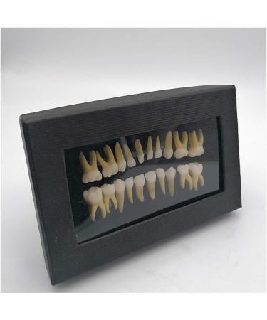 Fhuili Two-Color Permanent Teeth Model - 20 Artificial Dentures for Dental Study & Oral Demonstration - Buy Online on GoSupps.com