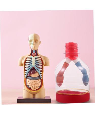 Lurrose Lung Demonstration Model Sports Toy Set - Educational Teaching Aid for Children - Buy Online on GoSupps.com