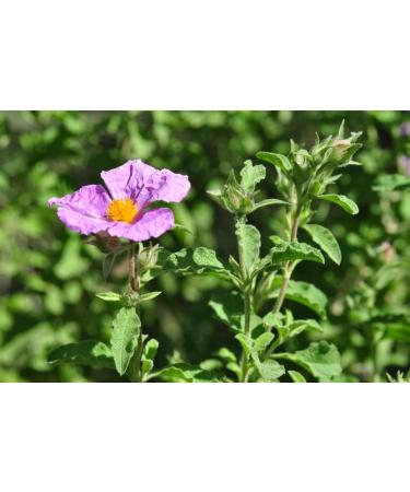 LR LIFETAKT Cistus Incanus Mouth Spray 30 ml | Immune Support & Natural Herbal Remedy - Fast International Shipping - Buy Online on GoSupps.com