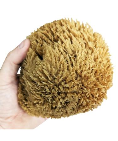 Natural Bath Sponge - Grass Sea Sponge for Bathing | Natural Sponge for Shower for Adults and Children (Large (6-6.5"/15-16cm) Pack of 1)