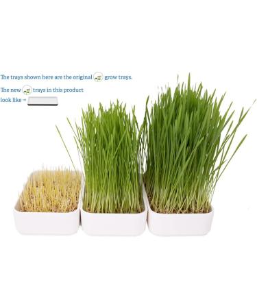 mf Cat Grass Grow Kit (3-Pack with Reusable Tray) - Buy Online on GoSupps.com