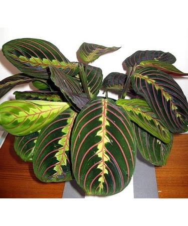 Hirt's Red Prayer Plant - Easy to Grow Maranta House Plant - 4 Pot Maranta Red - Buy Online on GoSupps.com