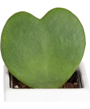 Costa Farms Live Indoor Hoya Heart Succulent in White Ceramic - 5 Tall - Buy Online on GoSupps.com