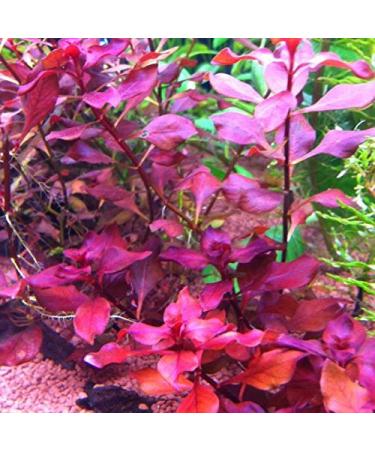 Ludwigia sp. Super Red - 1 Bunch - Live Aquarium Plant