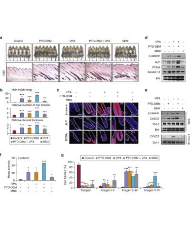 PTD-DBM Peptide Hair Regrowth Serum - Promotes Hair Growth and Strengthens Follicles - Buy Online on GoSupps.com