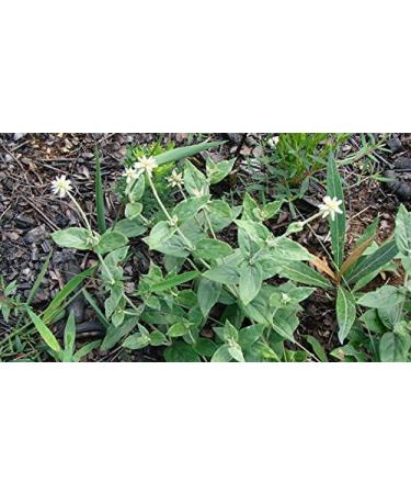 Suma Root (Brazilian Ginseng) Powder - 50g (Quality Assured) - Buy Online on GoSupps.com