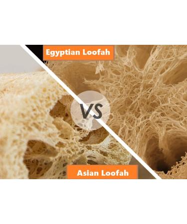 2 Pack Natural Egyptian Loofah Exfoliating Pads for Shower - Body Scrubber Sponge for Deep Cleansing - Men and Women - Buy Online on GoSupps.com