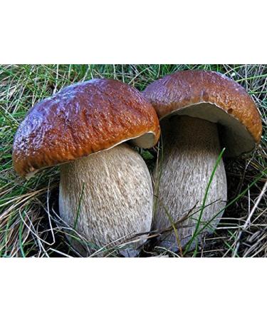 King Porcini Mushroom Boletus betulicola Mycelium Spawn Dried Seeds 10g