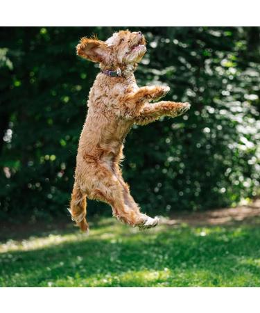 100% New Zealand Green Lipped Mussel Powder - Fully Natural Freeze Dried Single Ingredient Joint and Arthritis Support Supplement for Dogs - Buy Online on GoSupps.com