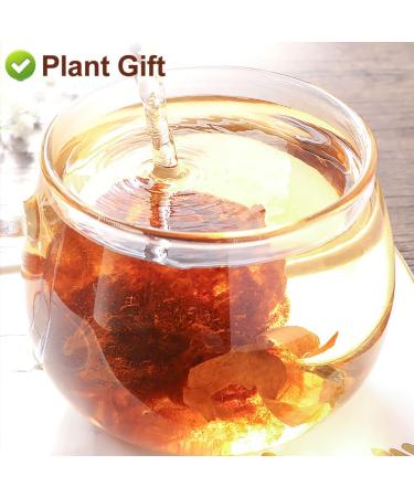 PlantGift Malva Nut 125G/4.4oz Dried Sterculia Lychnophora Dried Pangdahai Chinese Health Tea - Buy Online on GoSupps.com