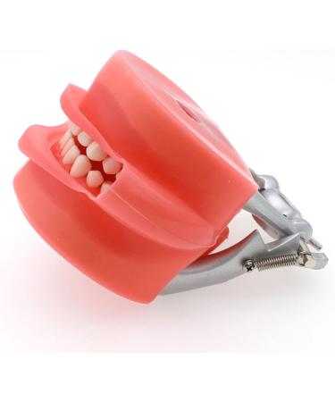 Buy Lmeili Dental Typodont Model with 32 Removable Teeth & Cheek Simulation - Ideal for Teaching Restorative Techniques and Anatomy Studies - Buy Online on GoSupps.com