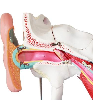 Human Medical Ear Anatomy Model Inner Ear Medium Ear External Model with Enlarged Ear Texture - Buy Online on GoSupps.com