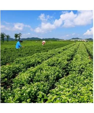  Add Fruits Jasmine Mao Feng Green Tea Cold Infusion Green Tea Cold Infusion 100% Vegetable 30 Sachets Ingredients: Mao Feng and Jasmine Green Tea Net Weight: 90 Gr  - Buy Online on GoSupps.com