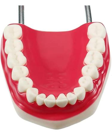 Gljy Dental Clinic Standard Model - Ideal for Teeth & Gum Demonstrations | Easy to Use & Maintain - Buy Online on GoSupps.com