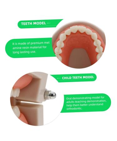 Buy Solustrie Dental Study Model for Kids | Educational Teeth & Oral Cavity Teaching Toy - International Shipping Available - Buy Online on GoSupps.com