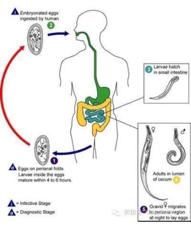 Combantrin Chocolate Squares 24 Packs - Worming Treatment for Children and Adults - Made in Australia - Buy Online on GoSupps.com