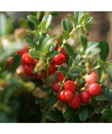 IDDA Herbal Dried Cranberries 1kg Whole Dried Cranberries Sweetened with Apple Juice - Buy Online on GoSupps.com