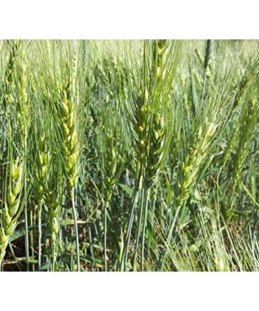 Portal Cool C 8 Ounce 5200 Organic Triticale Seed Wheat Wheat Rye Grains Hybrid Cereals Seeds 1 oz per 1lb - Buy Online on GoSupps.com