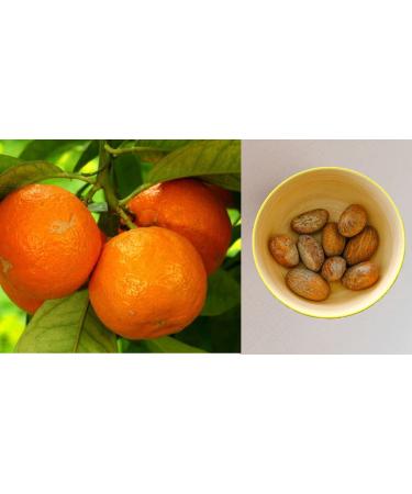 JEB FOODS African Bitter Kola Nuts Bitter Kola Retro Garcinia Petit Cola Nut Obi Abata Cola Nut (8oz) Unflavored 8 Ounce (Pack of 1) - Buy Online on GoSupps.com