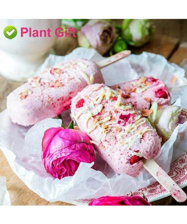 PlantGift France Rose Buds 50G/1.76oz Pink Rose Petals Sweet Rose Herbal Tea Stress Relieving & Magical Immune Support Non-GMO Caffeine-Free - Buy Online on GoSupps.com