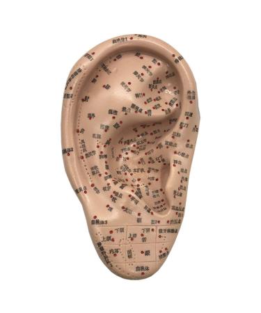 Fhuili 16cm human acupuncture model - HD lettering Chinese medicine EAR model - ear acupuncture model - for human acupoint printing point and meridian training training