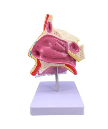 Mouth Nose Throat Pharynx Education Human Body ENT Model Study Model Pathology Nose Throat Model Enlarge The ical Model A+b