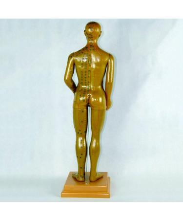 Professional Acupuncture Male Model - Human Body Meridian Model Bodybuilding Type Human Acupoint Model with Meridian Points - 100CM/39.37 Inch - Buy Online on GoSupps.com