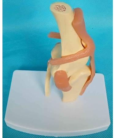 Knee Joint Model for Dogs/Dogs with Strap Animal Joint Skeleton Anatomical for Veterinary Lessons - Buy Online on GoSupps.com