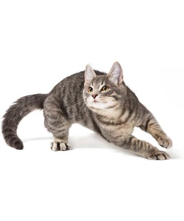 Kattovit Urinary Drink with Chicken | Pack of 6 | 6 x 135 ML | Complementary food for cats prone to recurrent struvite stones | May help increase fluid intake - Buy Online on GoSupps.com