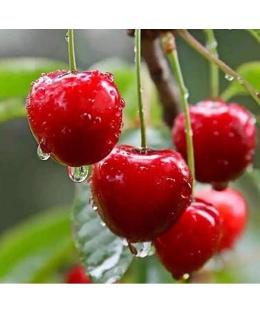 Emilia Organics Cherry Kernel Oil Organic Cold Pressed Unrefined Natural 2 Fl Oz - Buy Online on GoSupps.com