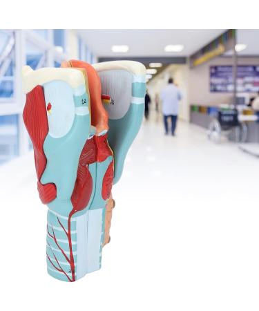 2X Magnification Human Throat Model for Teaching Display - Clear Vinyl Structure with Thyroid and Trachea Dissection - Buy Online on GoSupps.com
