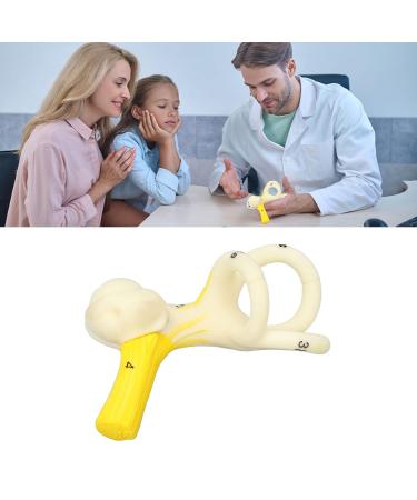 Highly Detailed Inner Ear Labyrinth Model - 5X Magnification PVC Semicircular Canal - Ideal for Teaching and Education - Buy Online on GoSupps.com