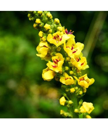 Nature's Answer Mullein Leaf Herbal Supplement | Respiratory Support | Non-GMO, Gluten-Free, Kosher | 1 Fl Oz - Buy Online on GoSupps.com