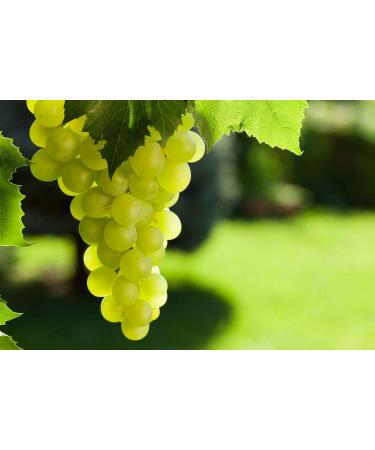 California Jumbo Golden Raisins 1.5 Pounds - Non-GMO, Sun-Dried, Seedless, Kosher, Vegan - Raw Bulk Pack - Buy Online on GoSupps.com