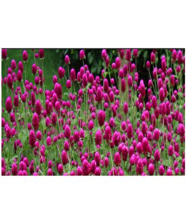 cn herb 200g Out of Water Hibiscus Tea A Little Safflower Craft Tea Ball - Buy Online on GoSupps.com