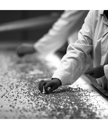  Dammann Fr res Dammann Fr res Herbal Tea Peppermint 25 Crystal Bags - Buy Online on GoSupps.com