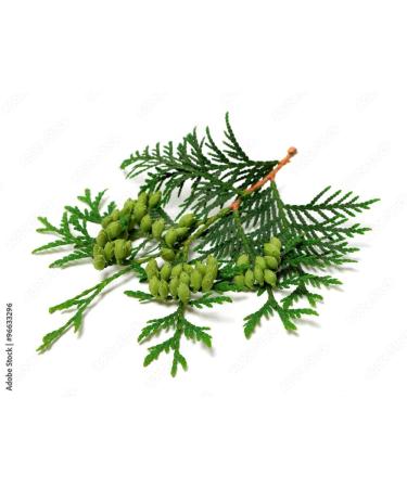 Buy Thuja D30 - Versatile Natural Remedy | Harness Nature's Power for Self-Love & Wellness - International Shipping - Buy Online on GoSupps.com