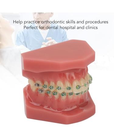 Orthodontic Model - Portable Metal Wire Demonstration for Dentist Training | Professional Dental Tools - Buy Online on GoSupps.com