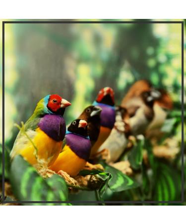 Supravit Exotic Feed 2.5kg | High-Quality Mixed Feed for Exotic Finches | Boosts Feather Health & Mating Readiness - Buy Online on GoSupps.com