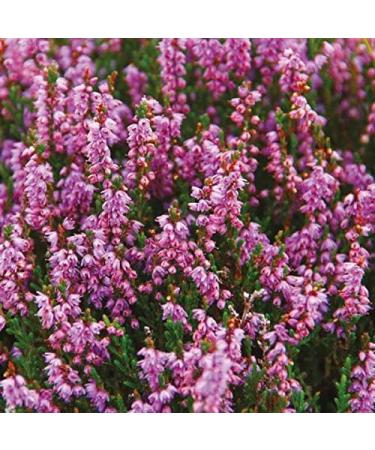 Isle of Skye Candle Company: 100% Natural Heather & Wild Berries Soy Candle - Premium Botanical Oils for Aromatherapy - Buy Online on GoSupps.com