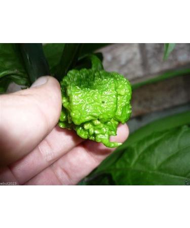 Trinidad 7 Pod Primo Capsicum chinense 10 Seeds Organic Very Rare - Buy Online on GoSupps.com